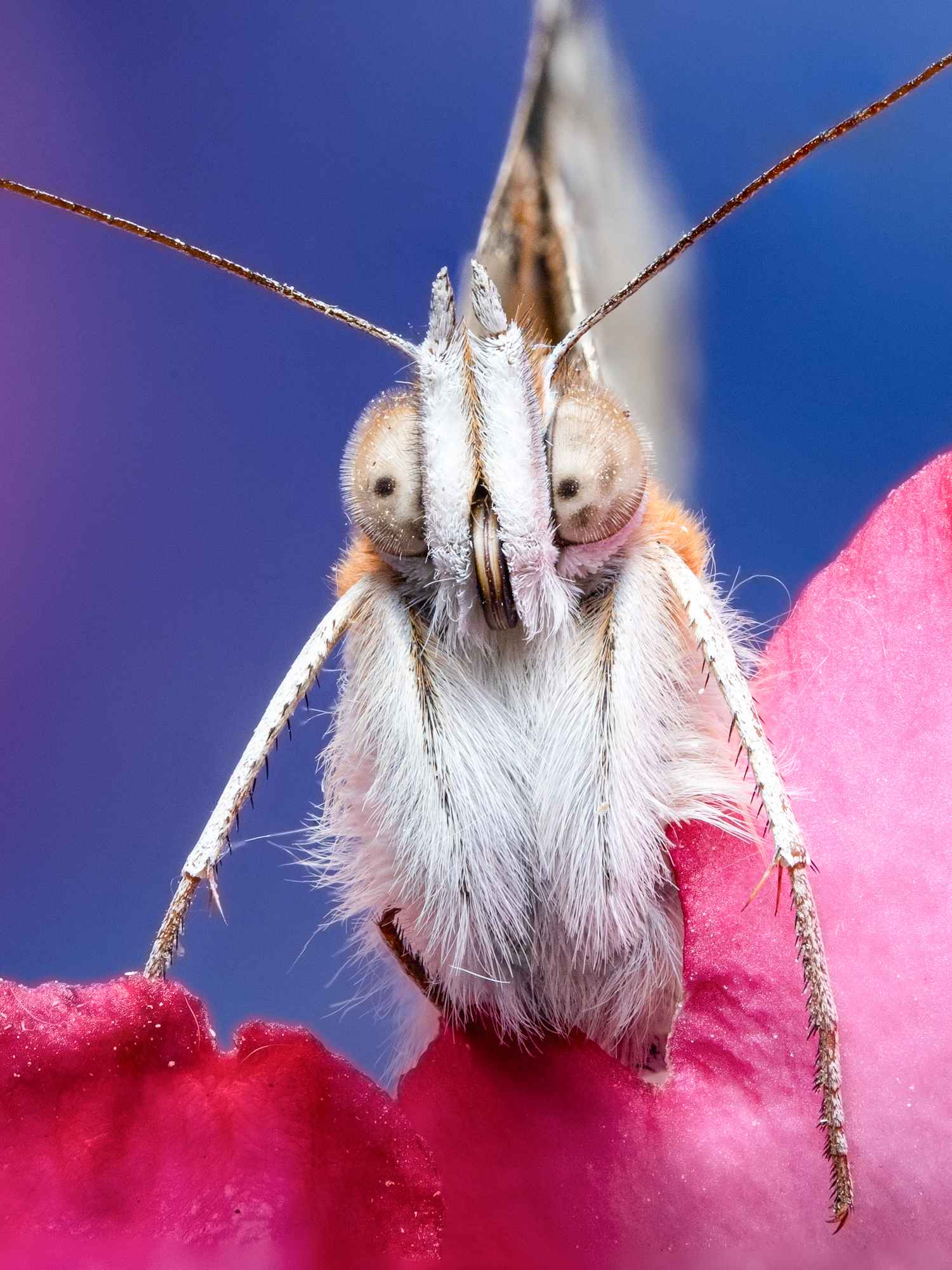 Butterfly supermacrography 