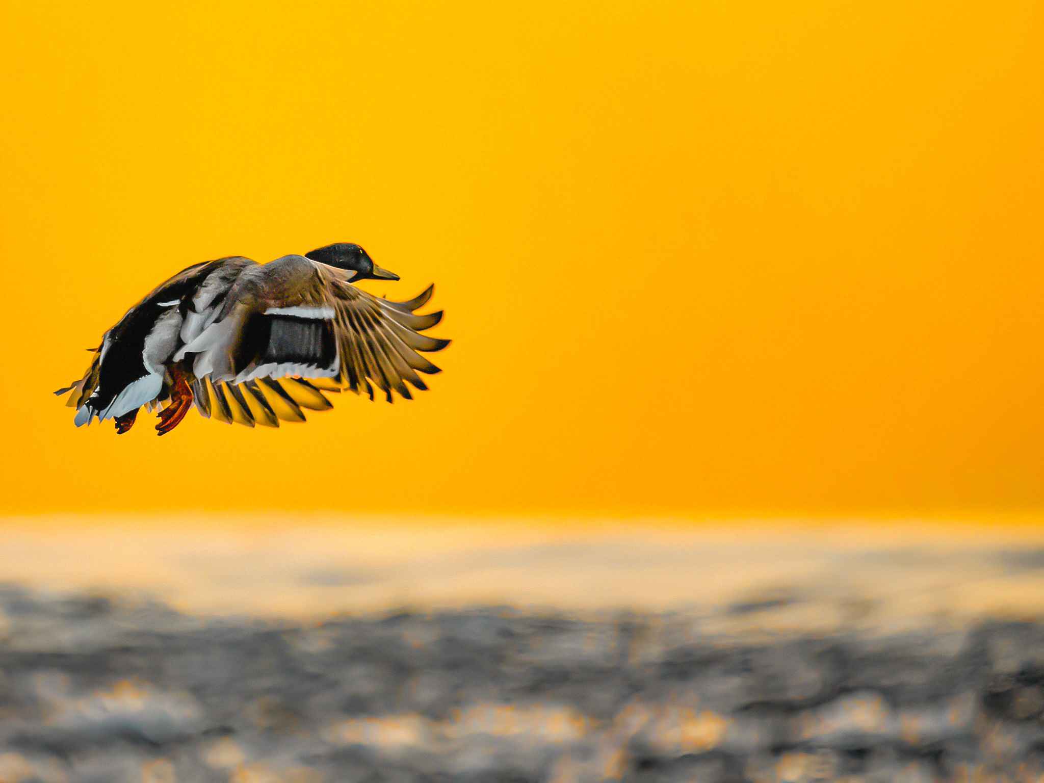 The duck jumps over the waterfall