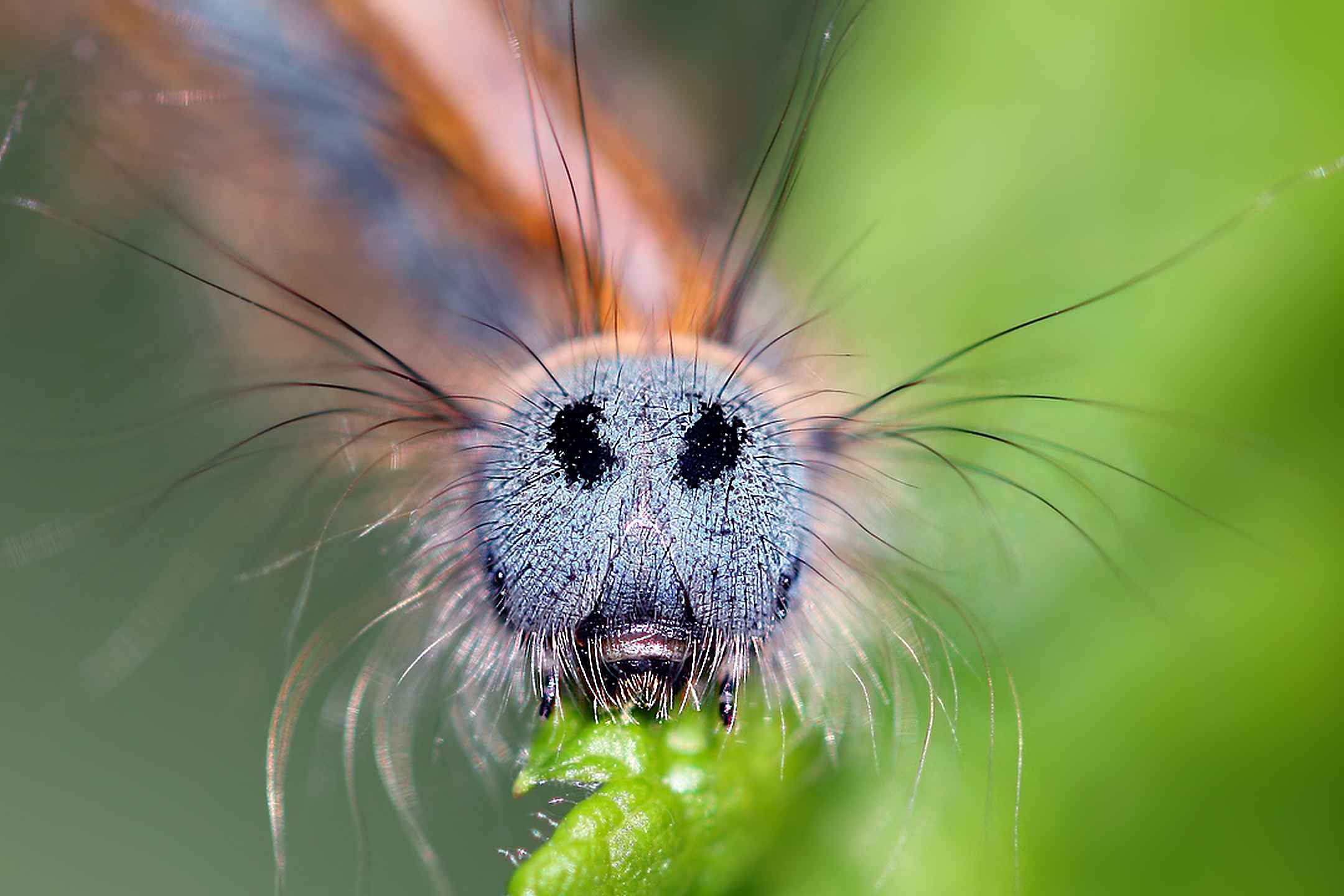 Ringed cocoon moth, ringed silkworm