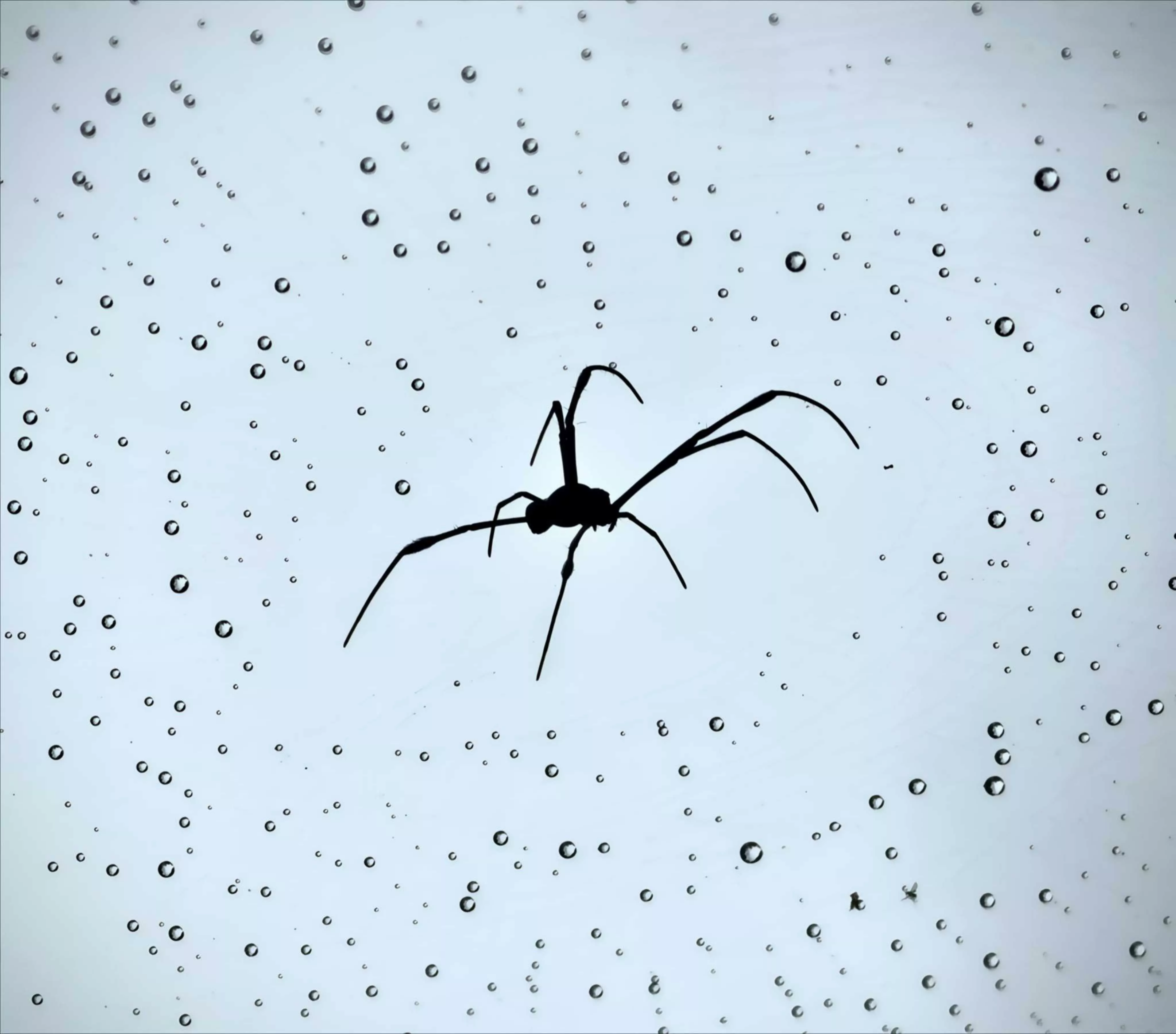 Silhouette spider 