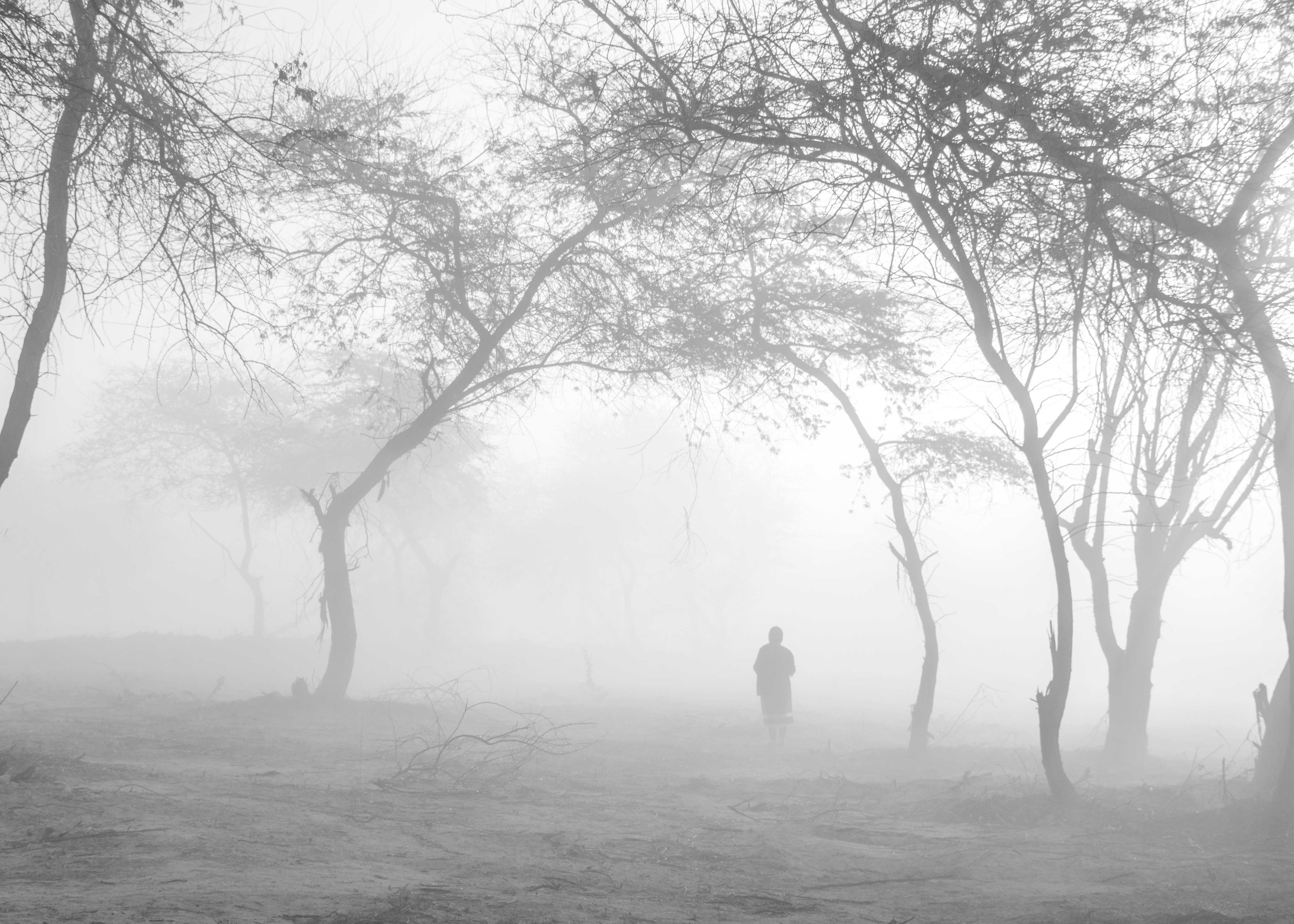 Fog in the forest 