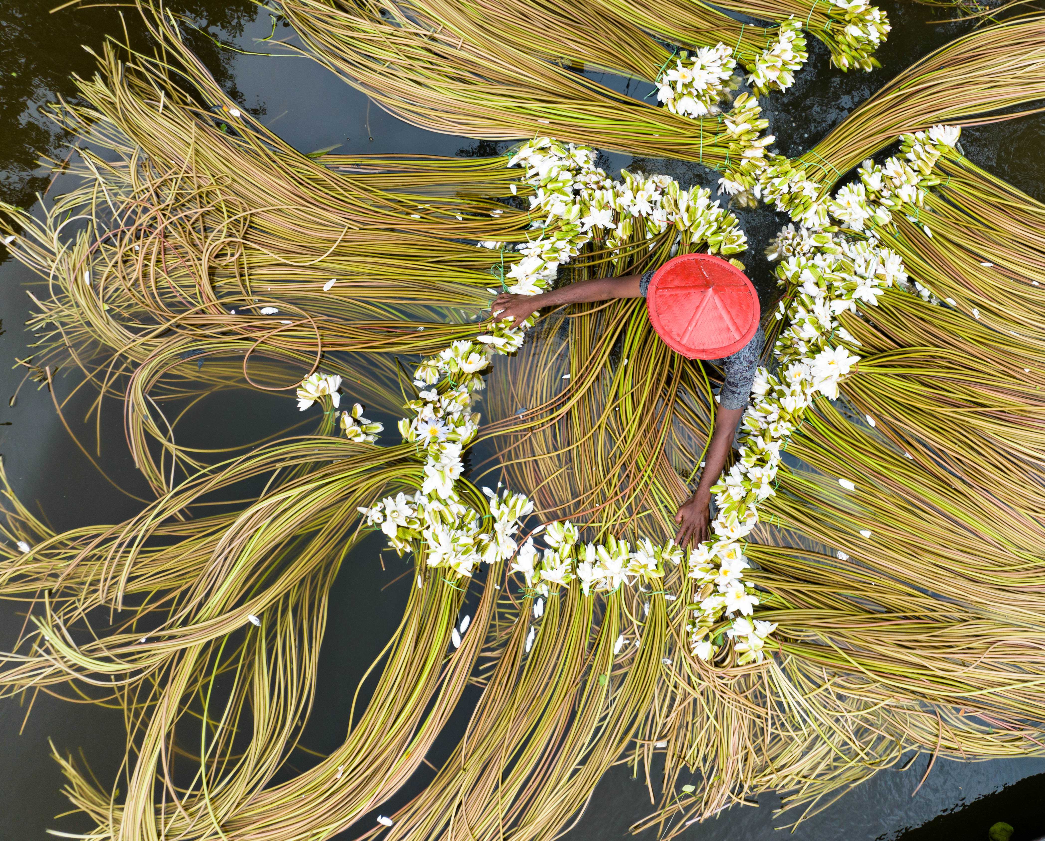 Water lily harvesting