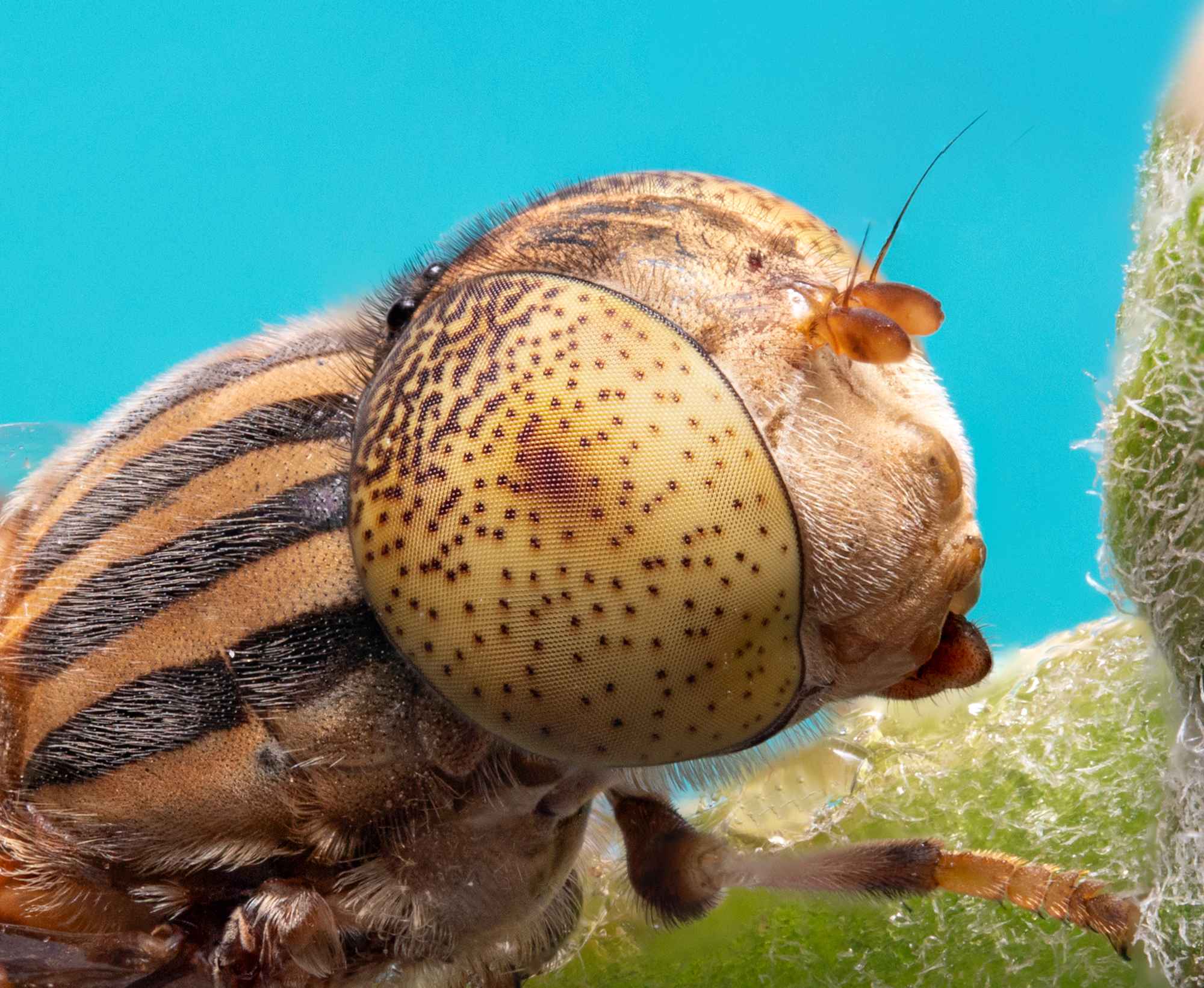 Syrphidae super macrography 