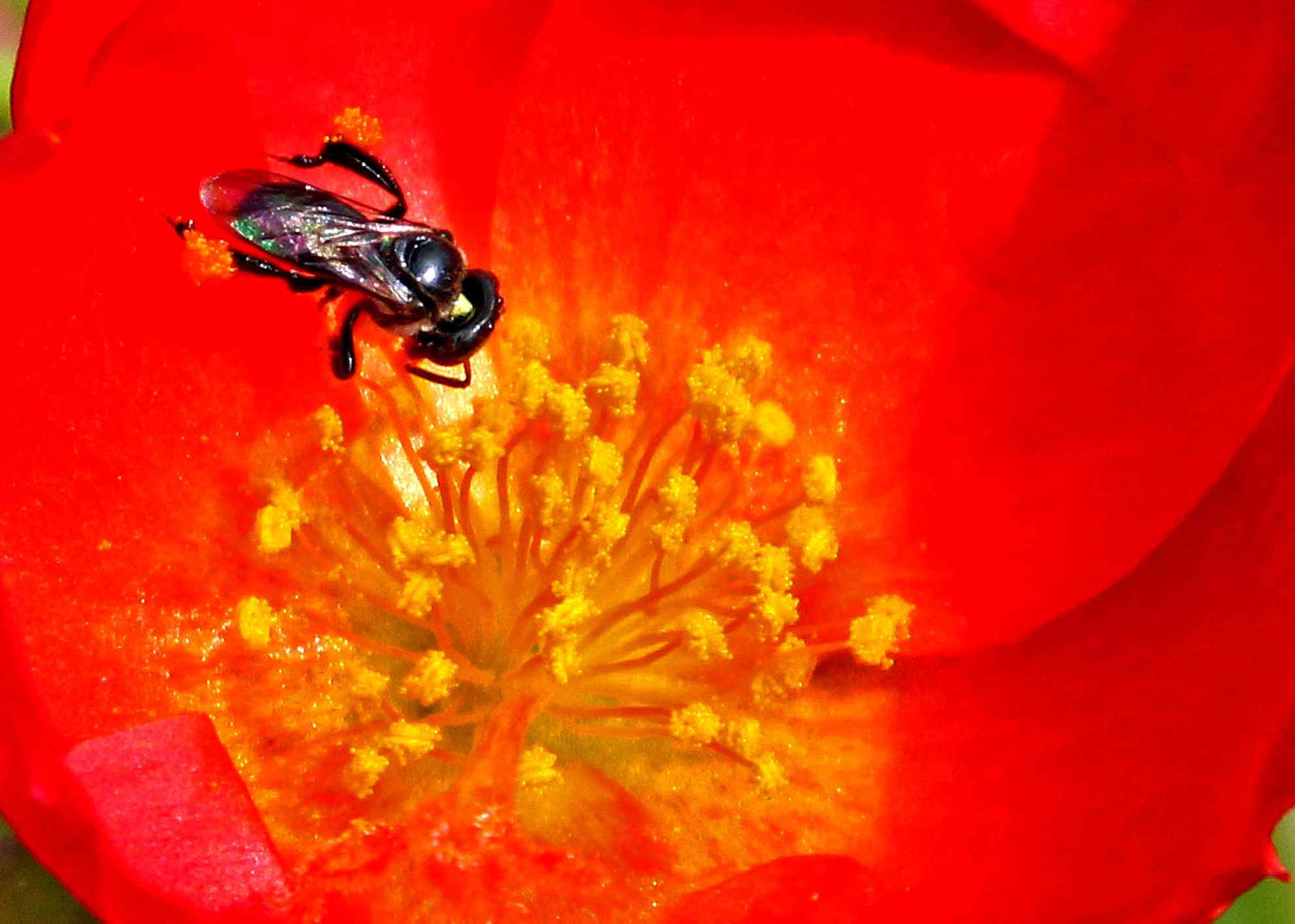 The Fly In The Flower Core