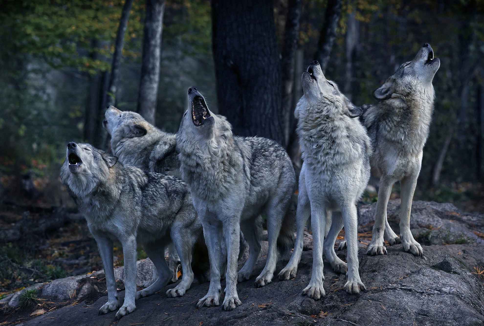 Wolf Pack