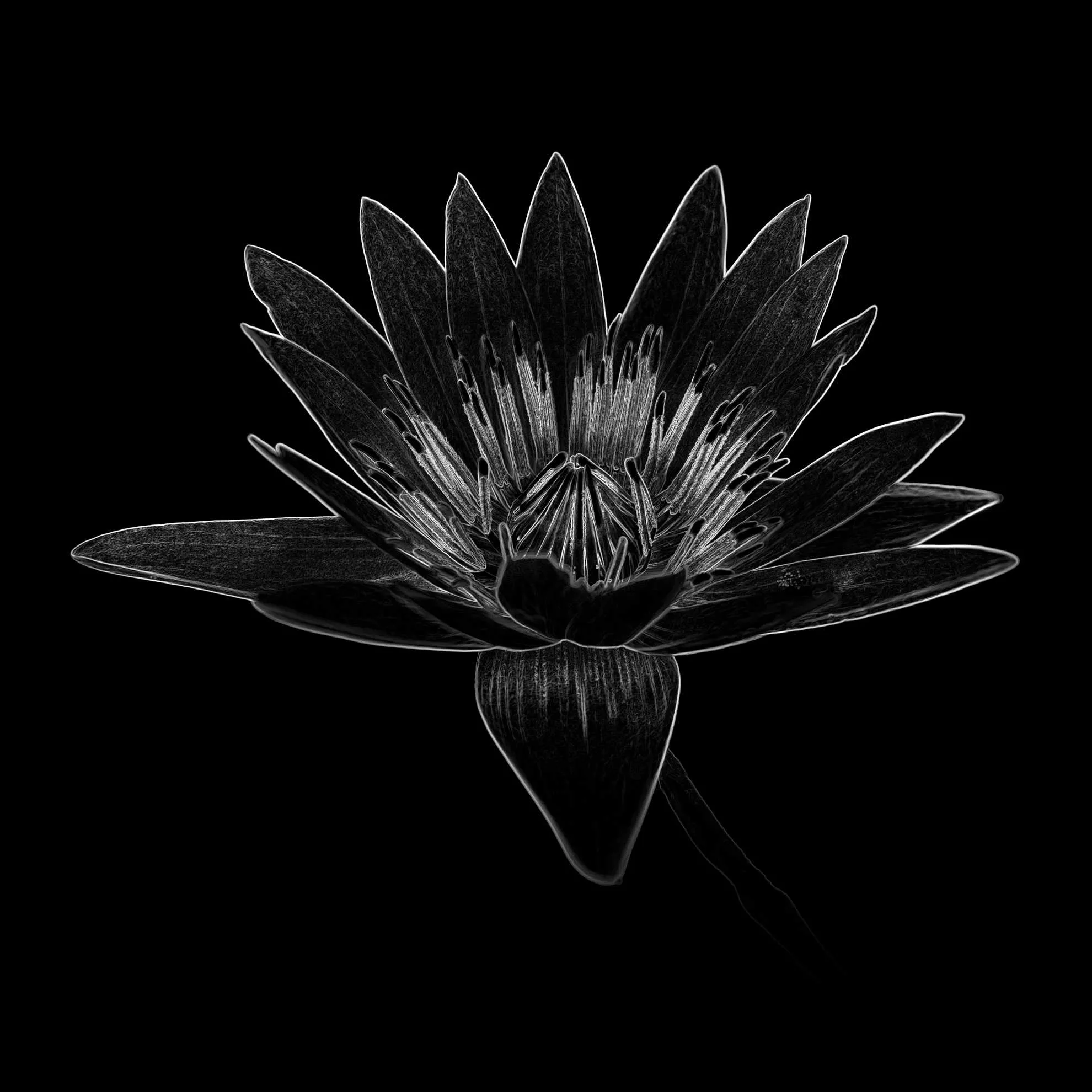 Bioluminescent 23