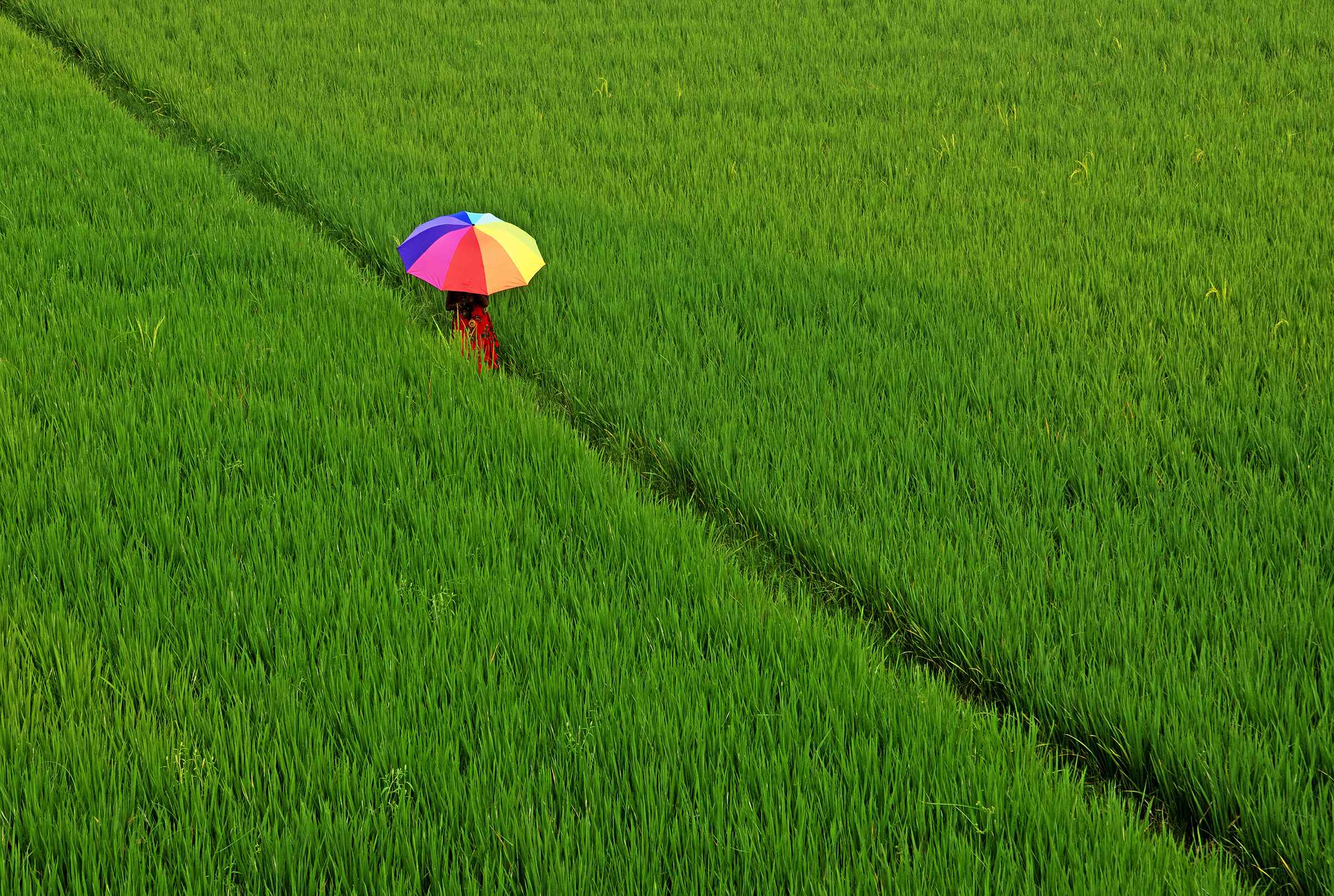 RAINBOW IN THE GREEN FIELD