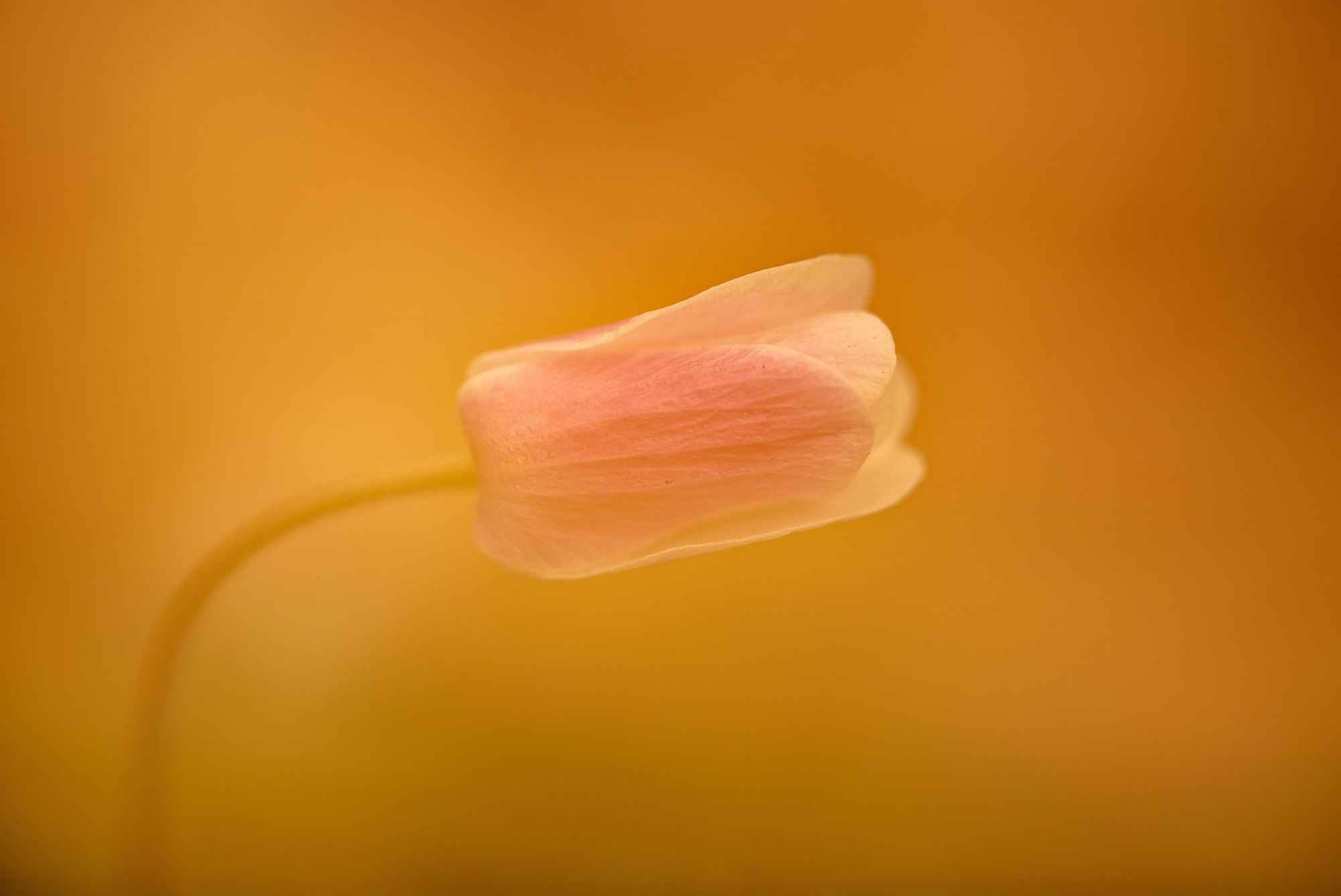 Wood anemone