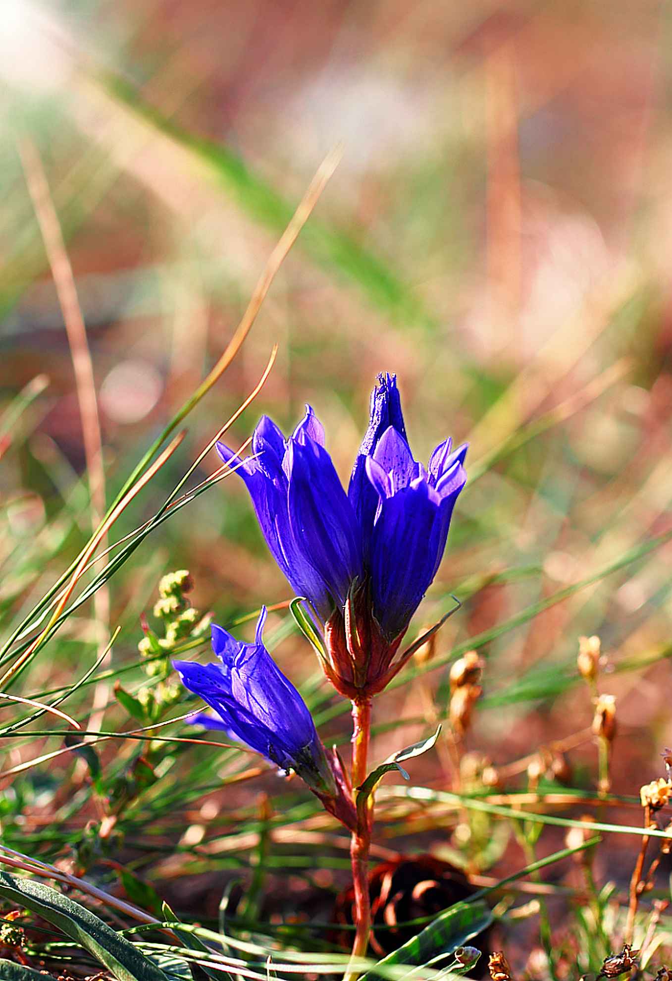 Gentian pulmonary, common