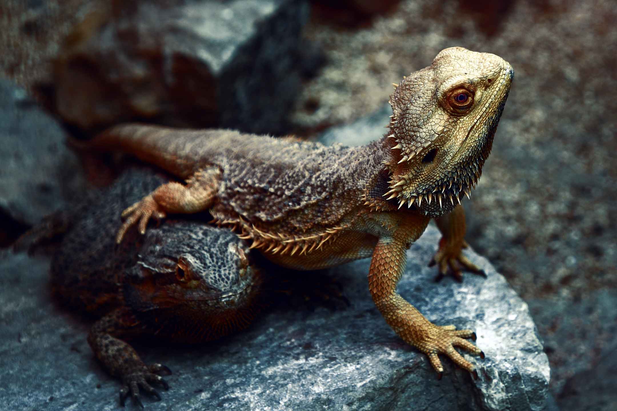 Pogona vitticeps