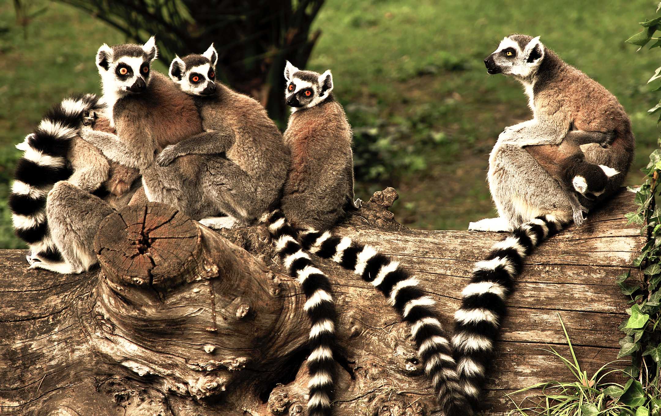 Lemur catta