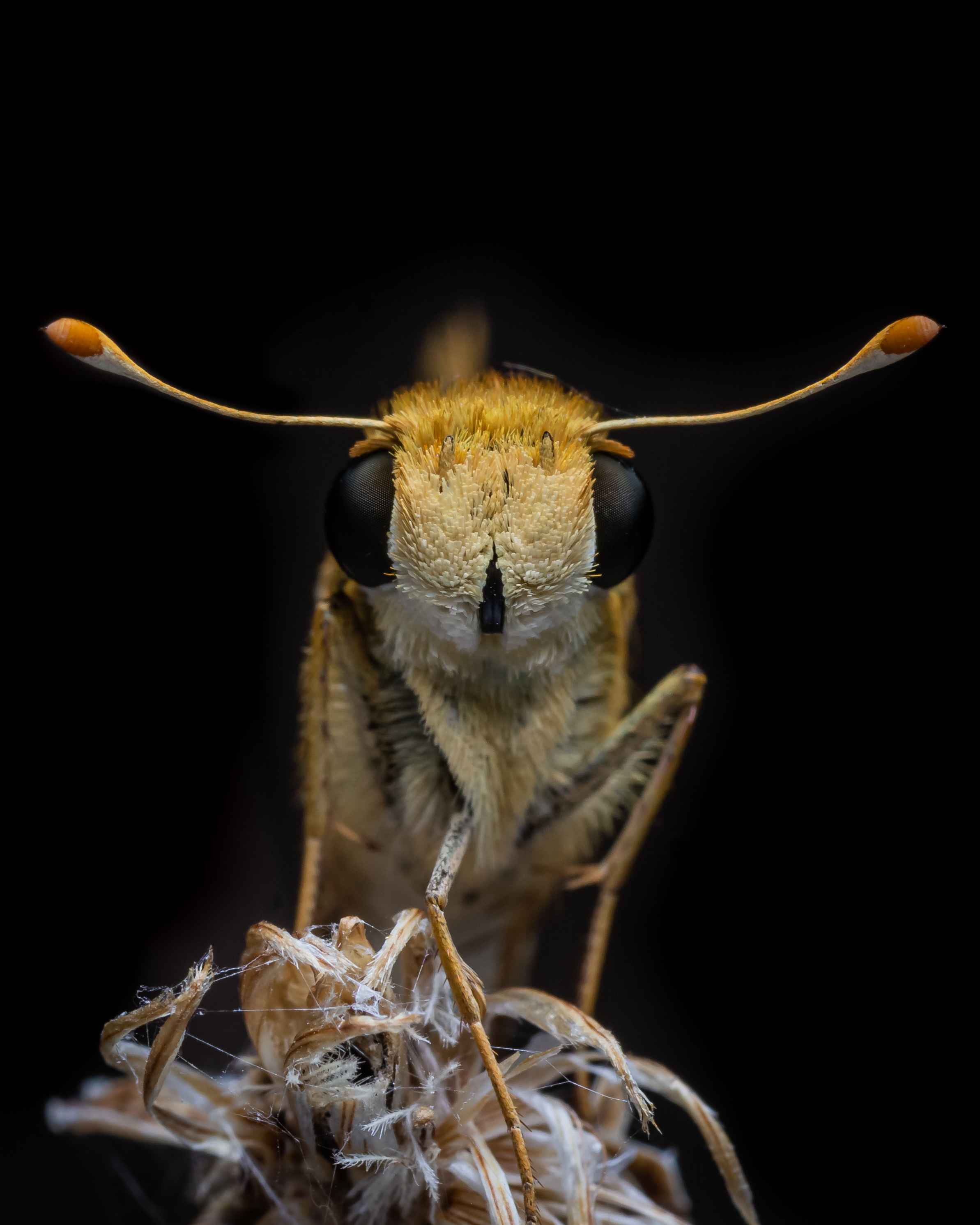 The Tiny Orange Skipper