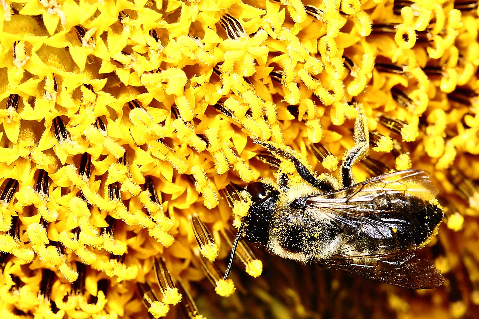 Bee paradise...