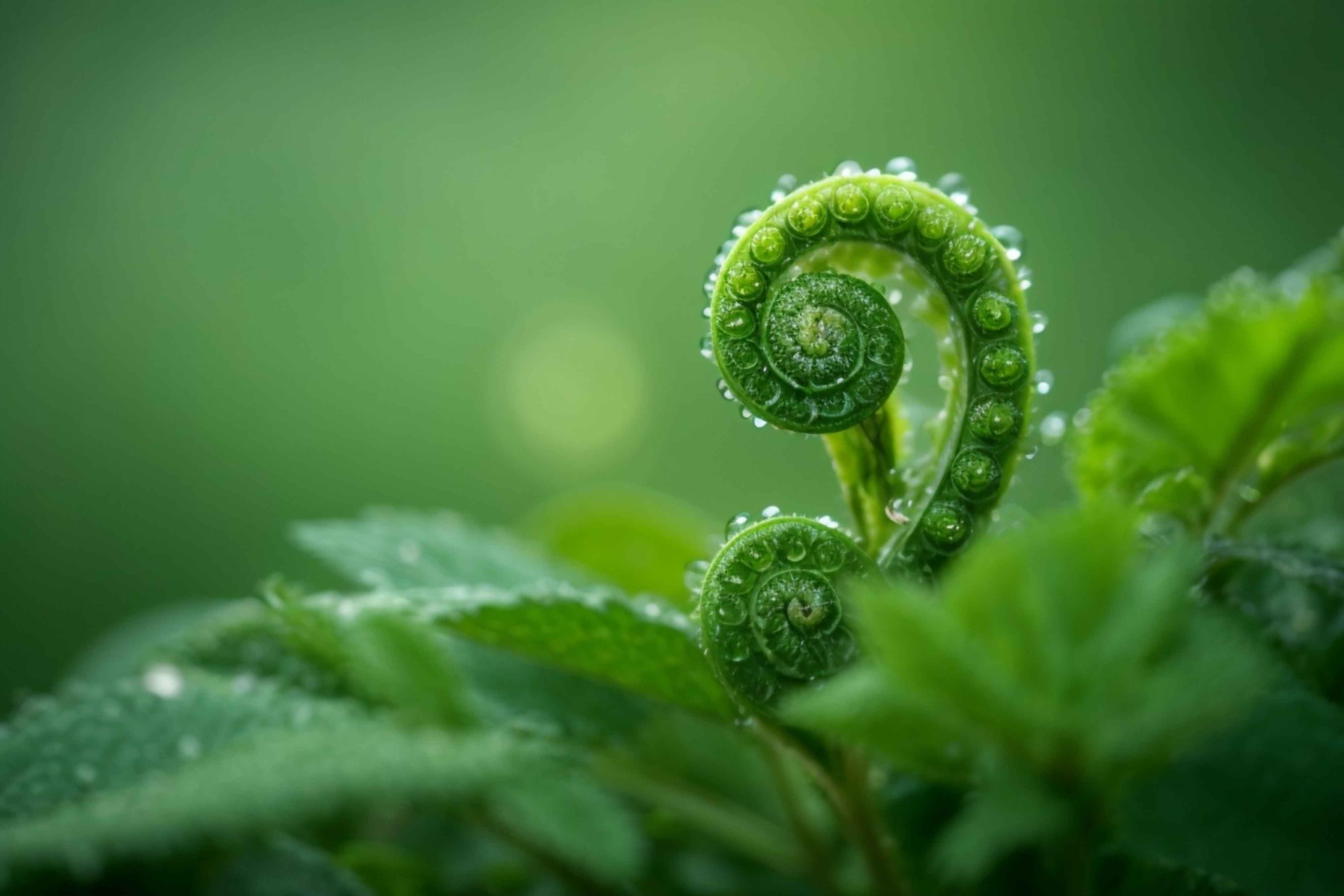 Morning dewdrops in Fern