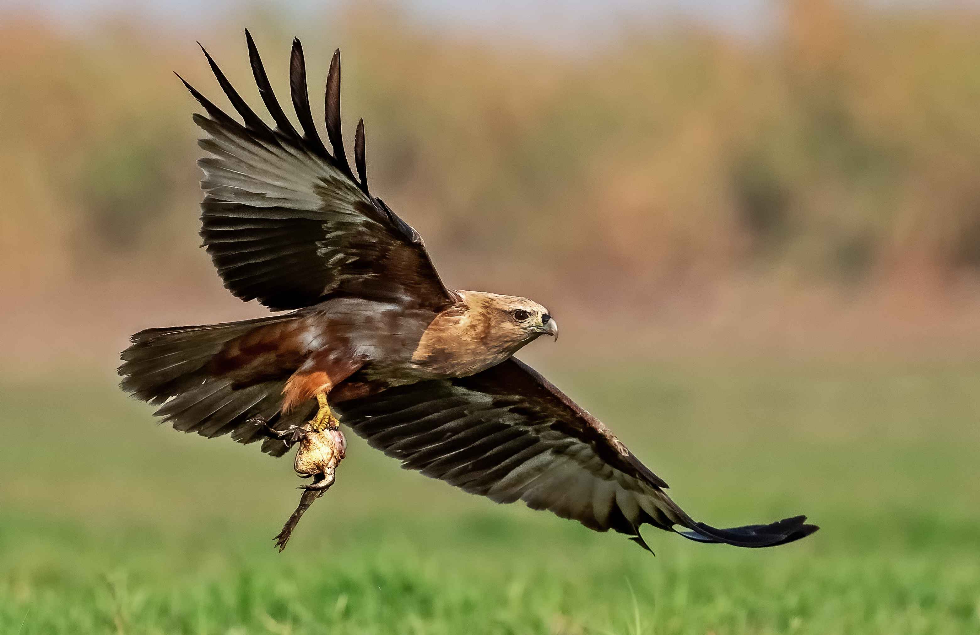 BRAHMANI KITE WITH KILL