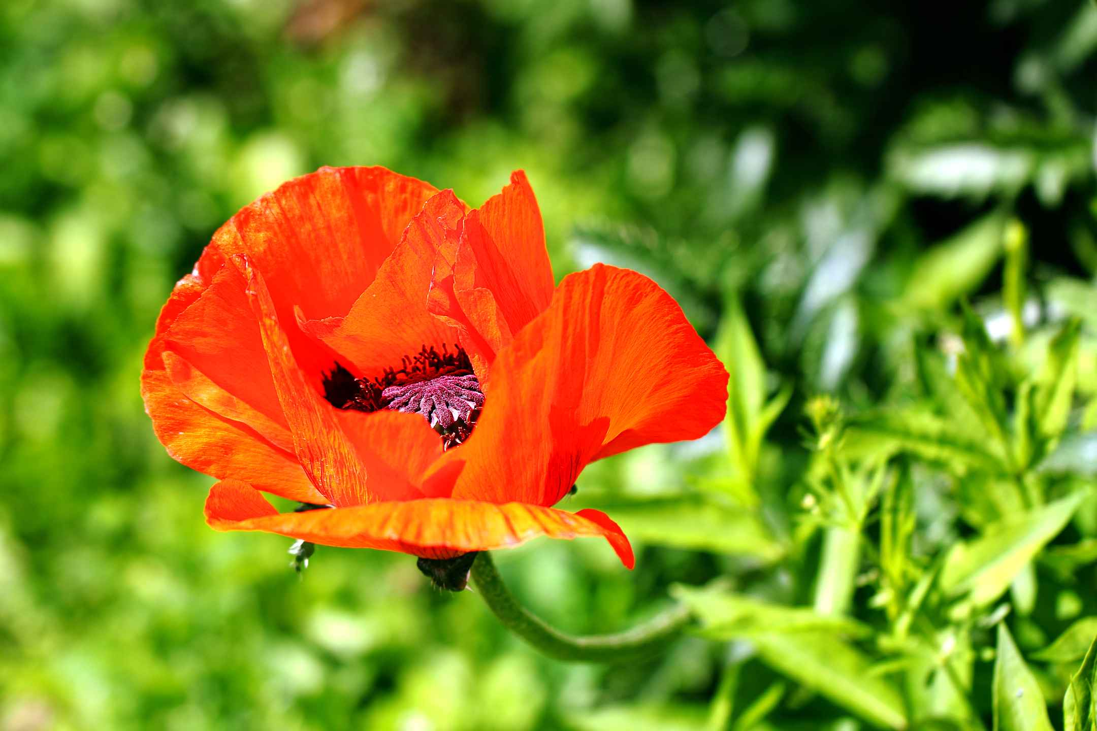 Papaver