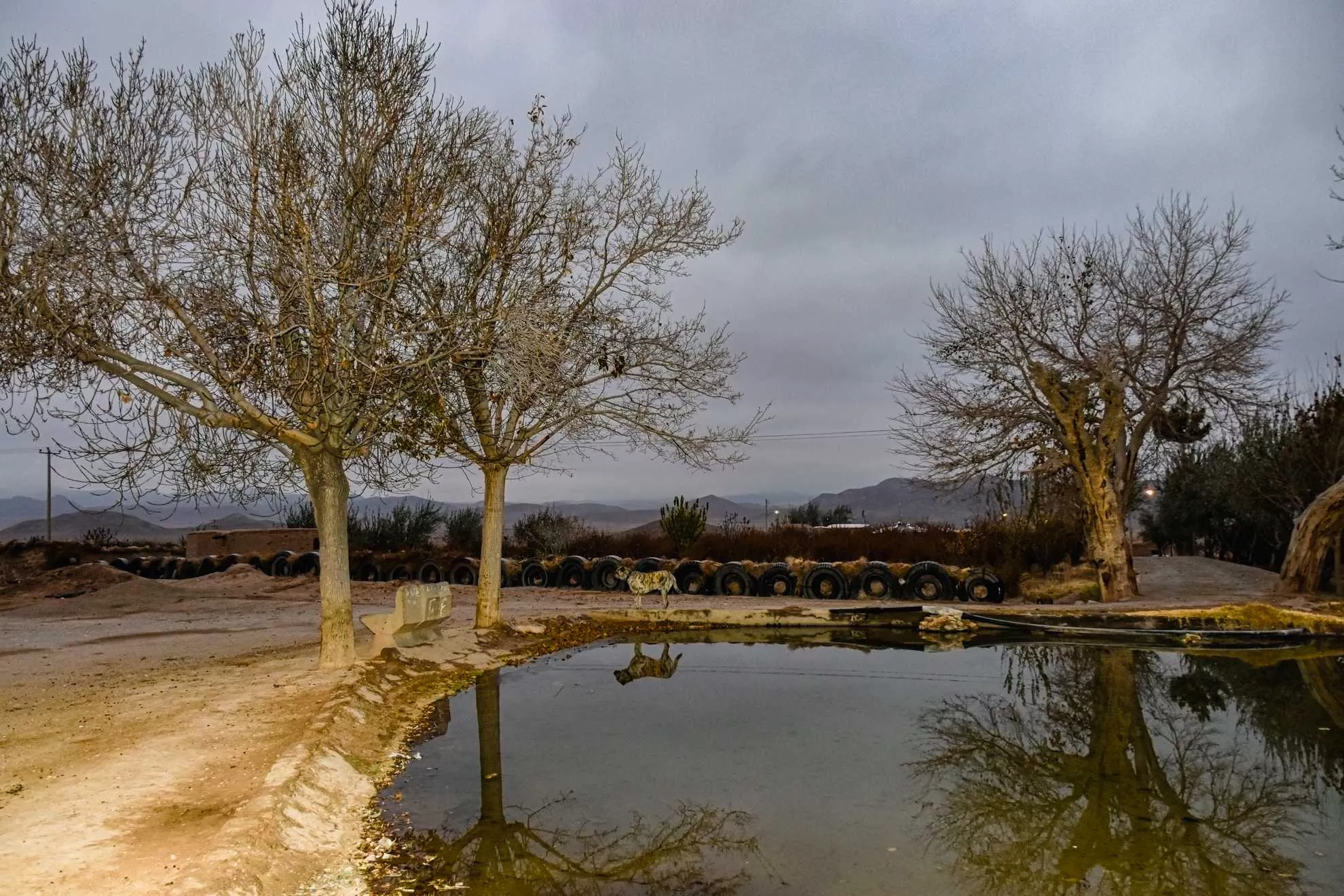 Tree and pond