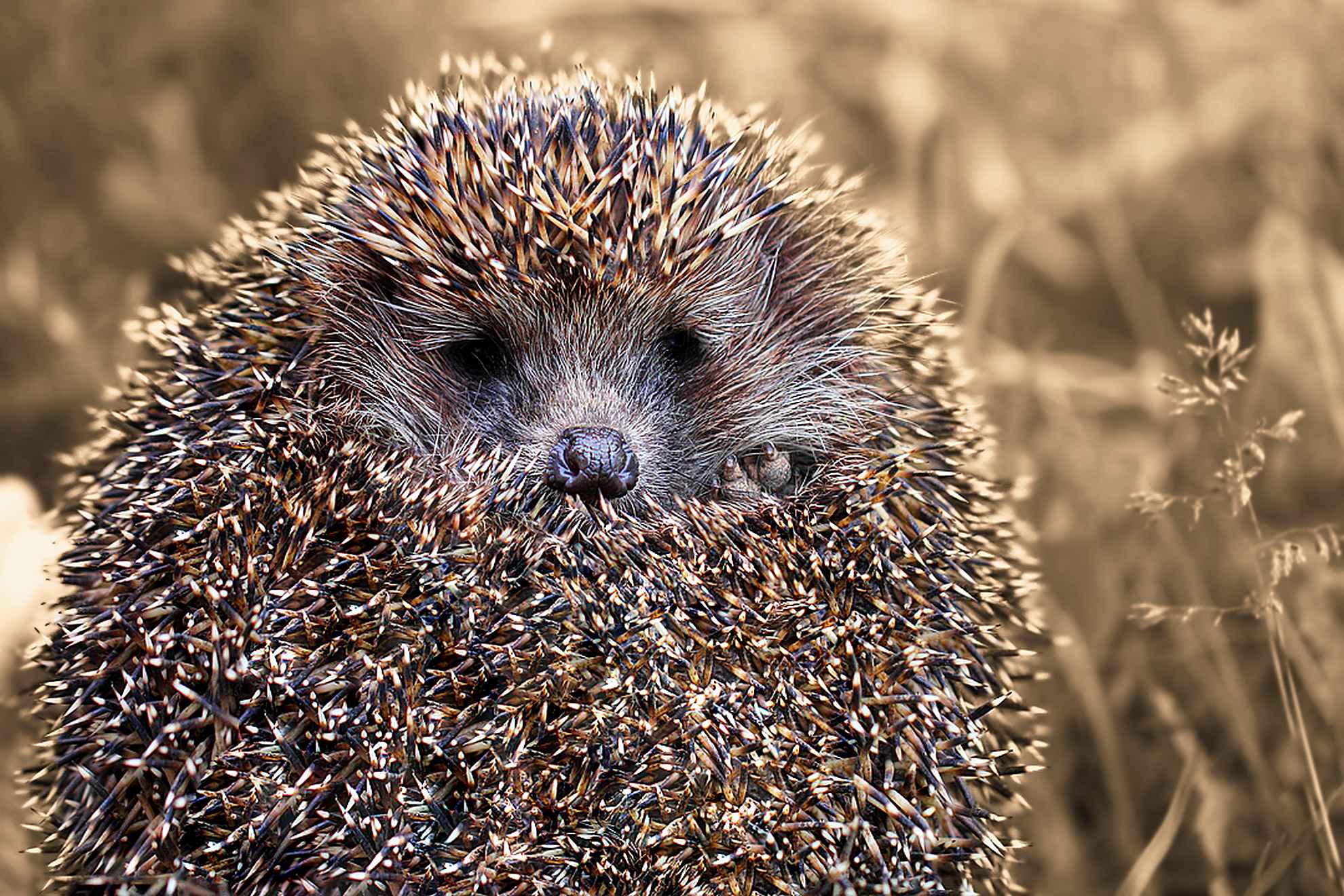 Hedgehog in the fog