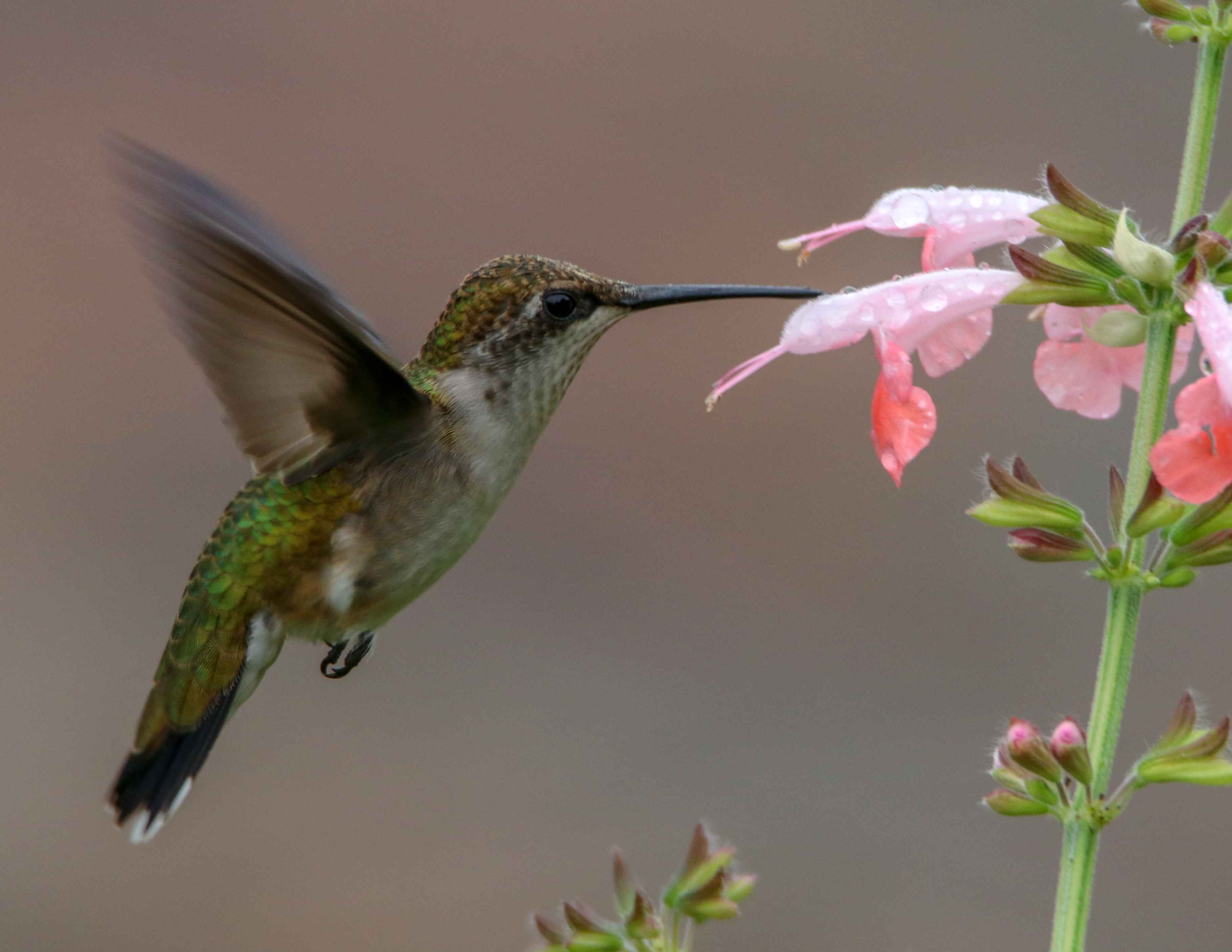 Ruby Throated Hummingbird 