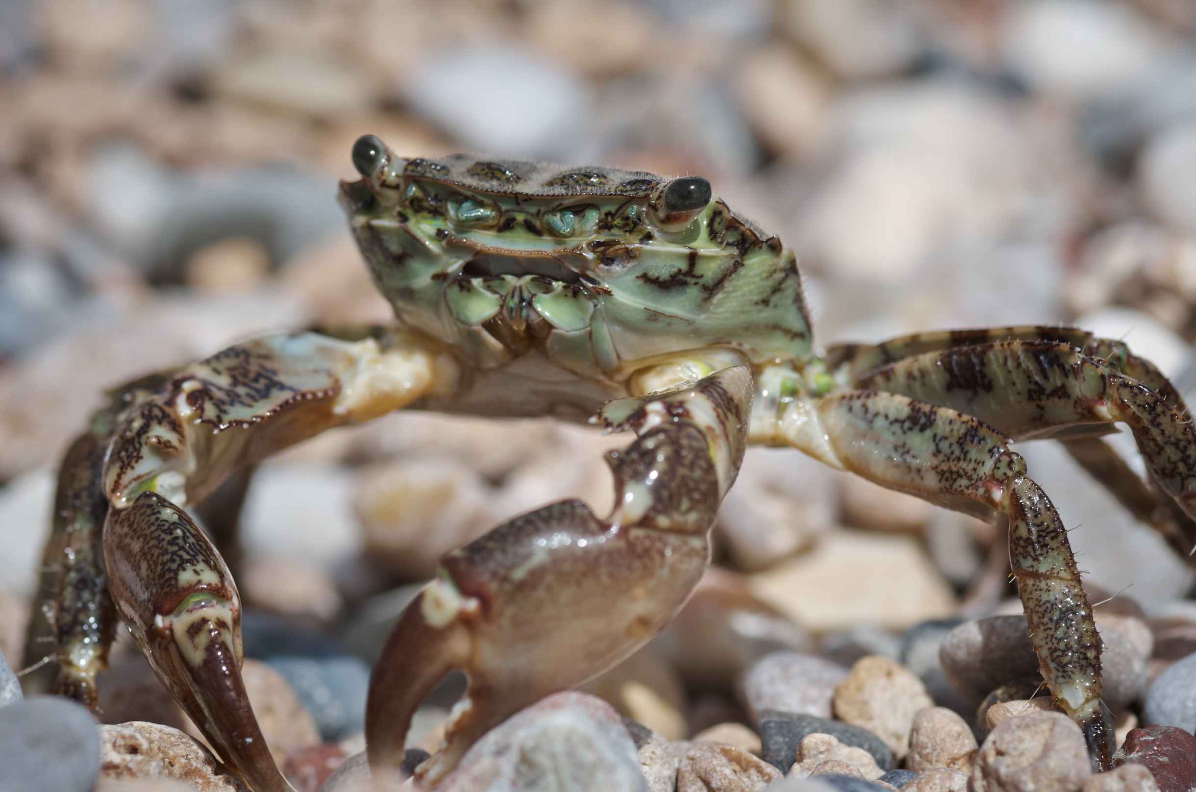 Such a curious crab!