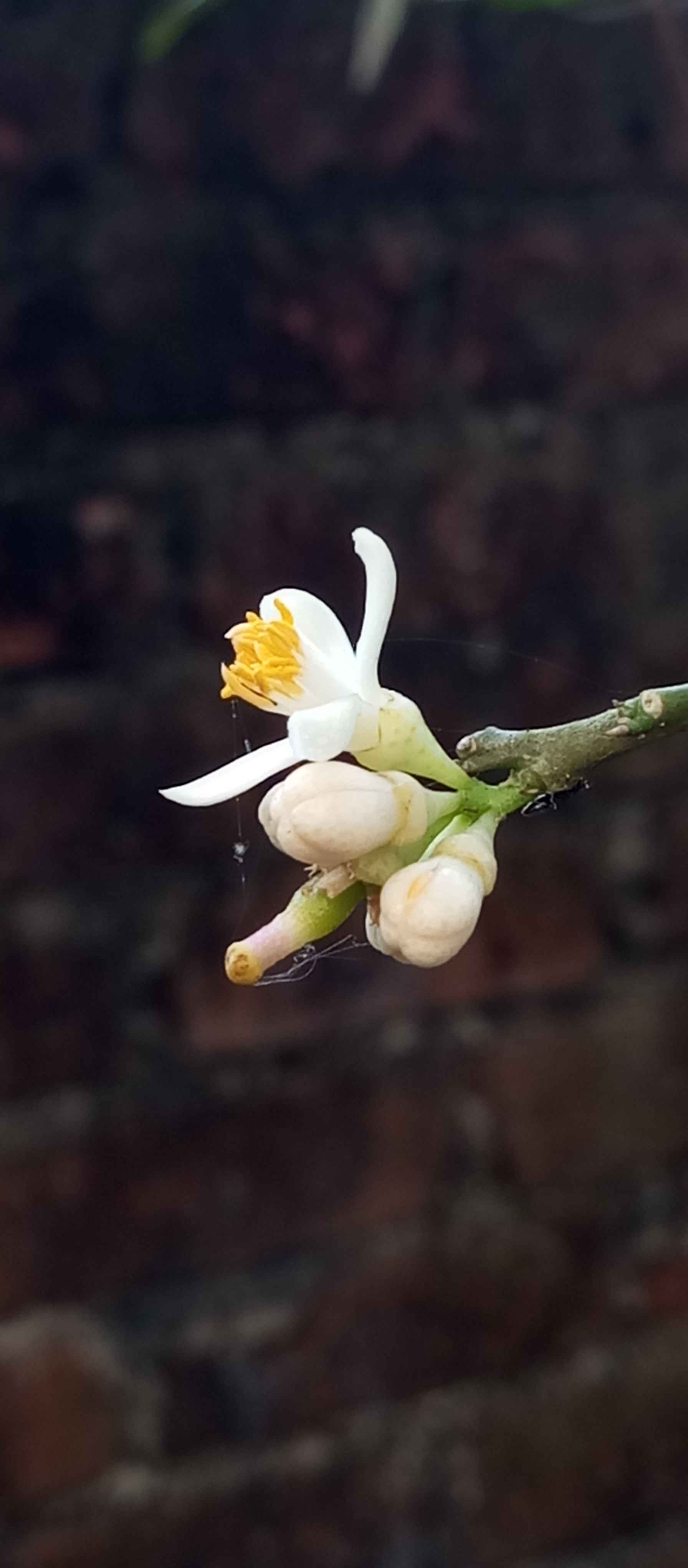 They are lemon flower siblings