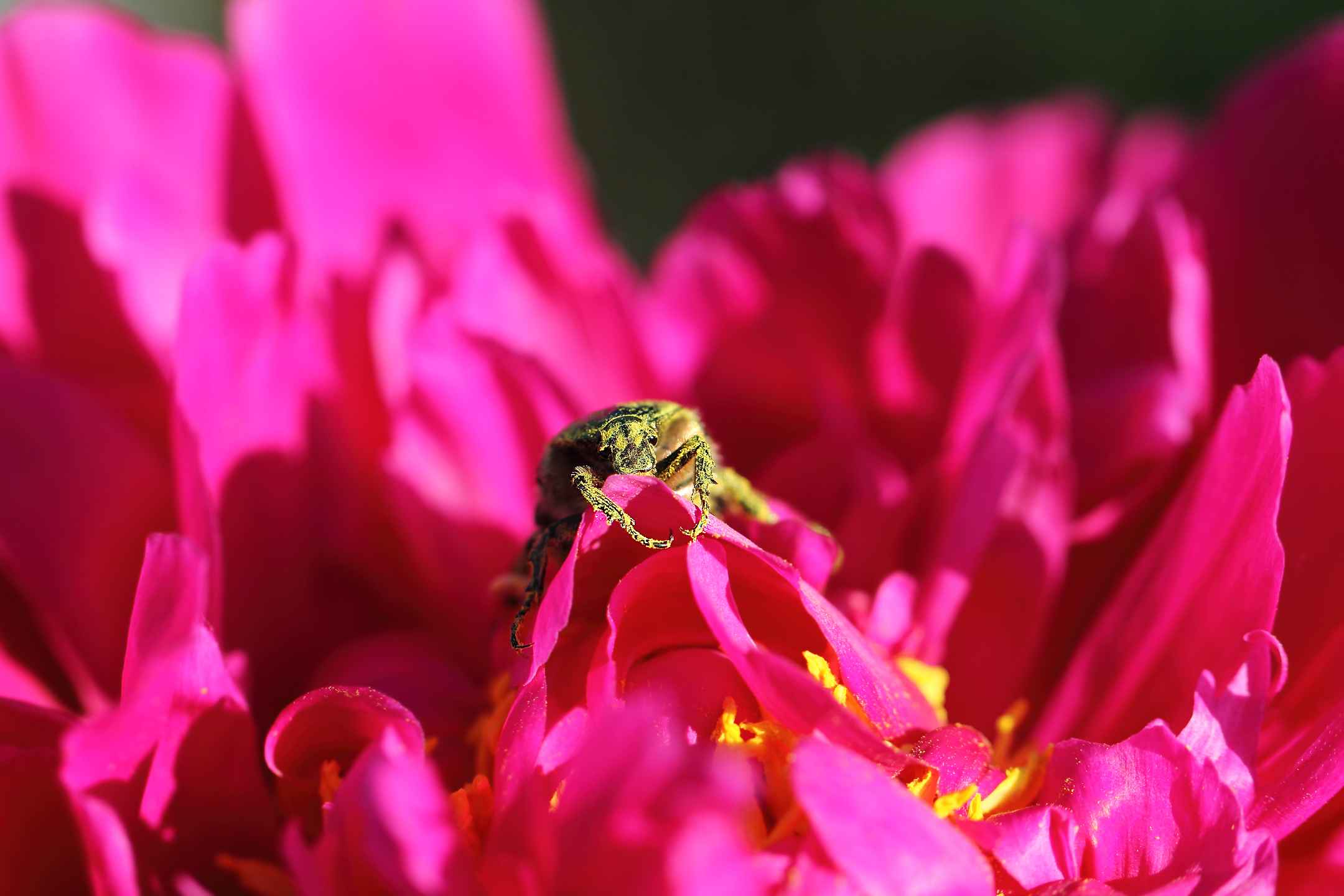 Cetonia aurata