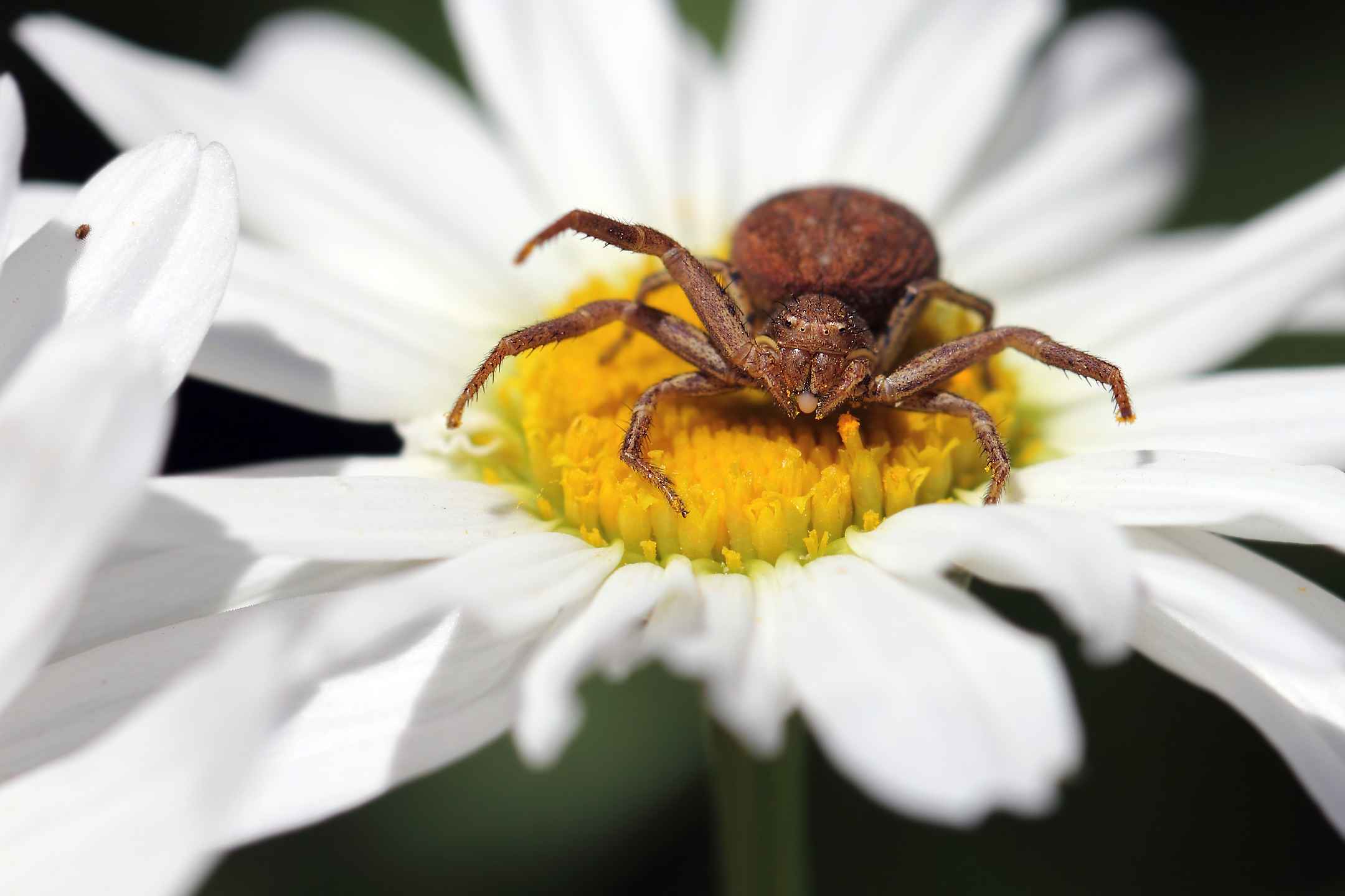 Side-walking spider on the hunt