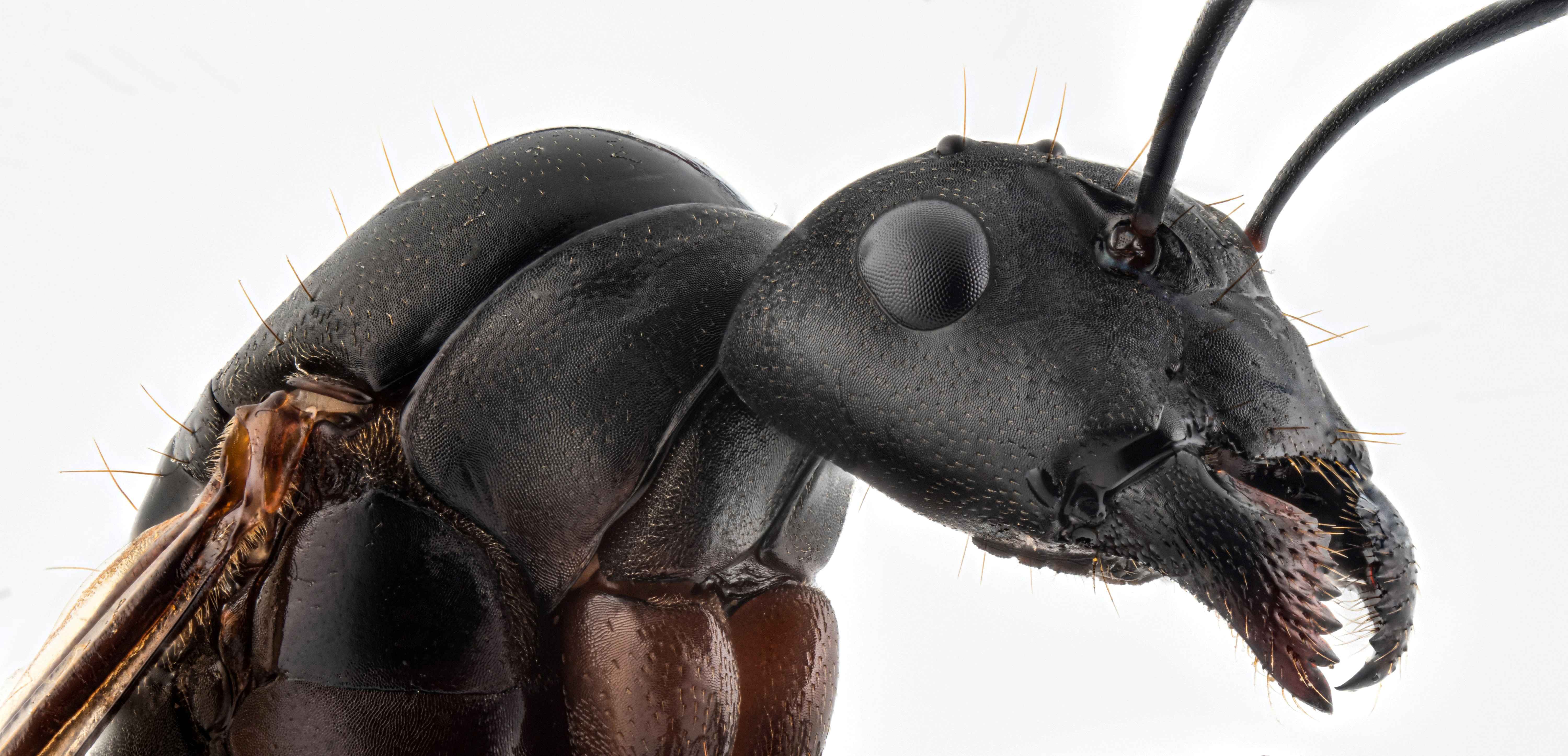 FORMICINE ANT