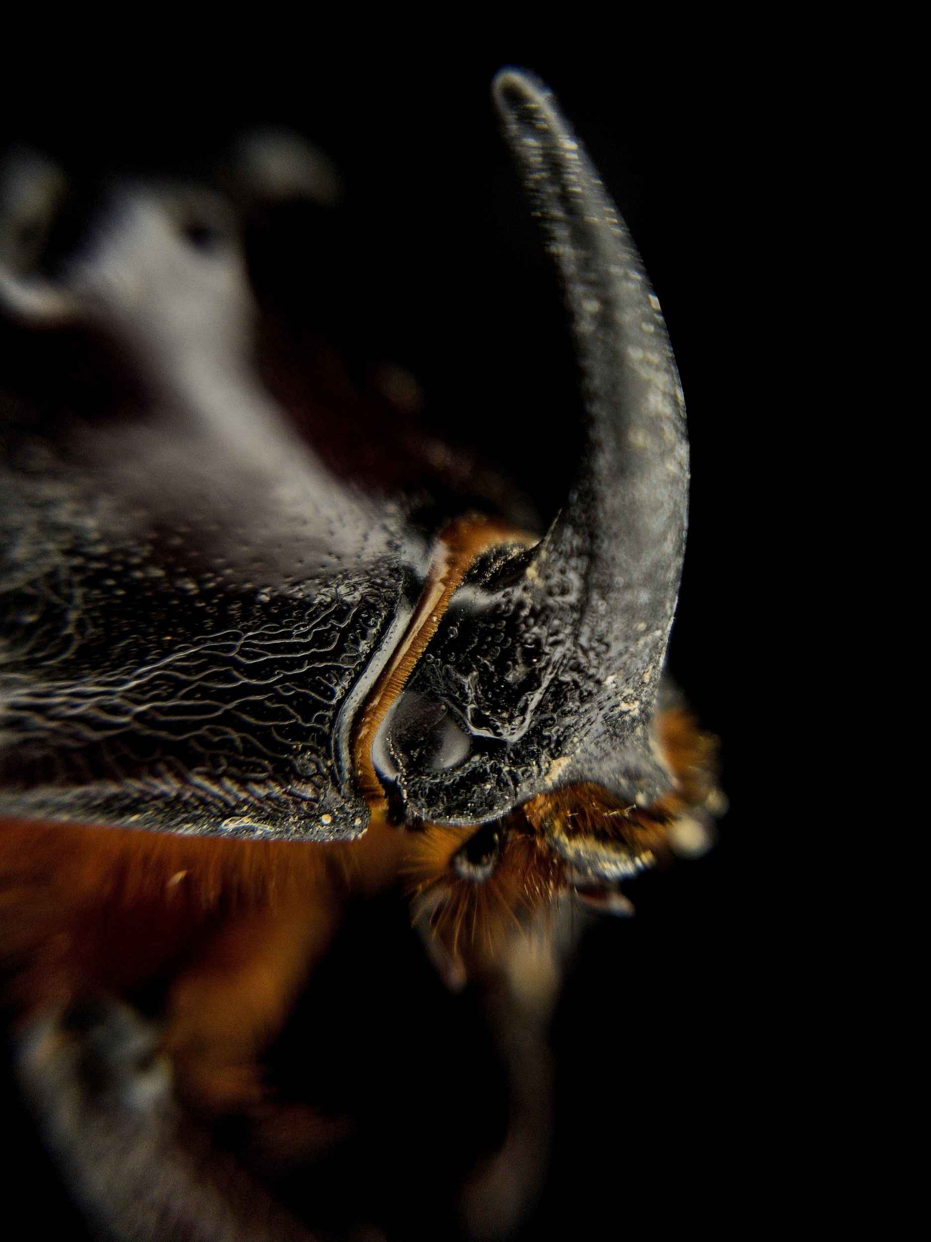 Rhinoceros Beetle
