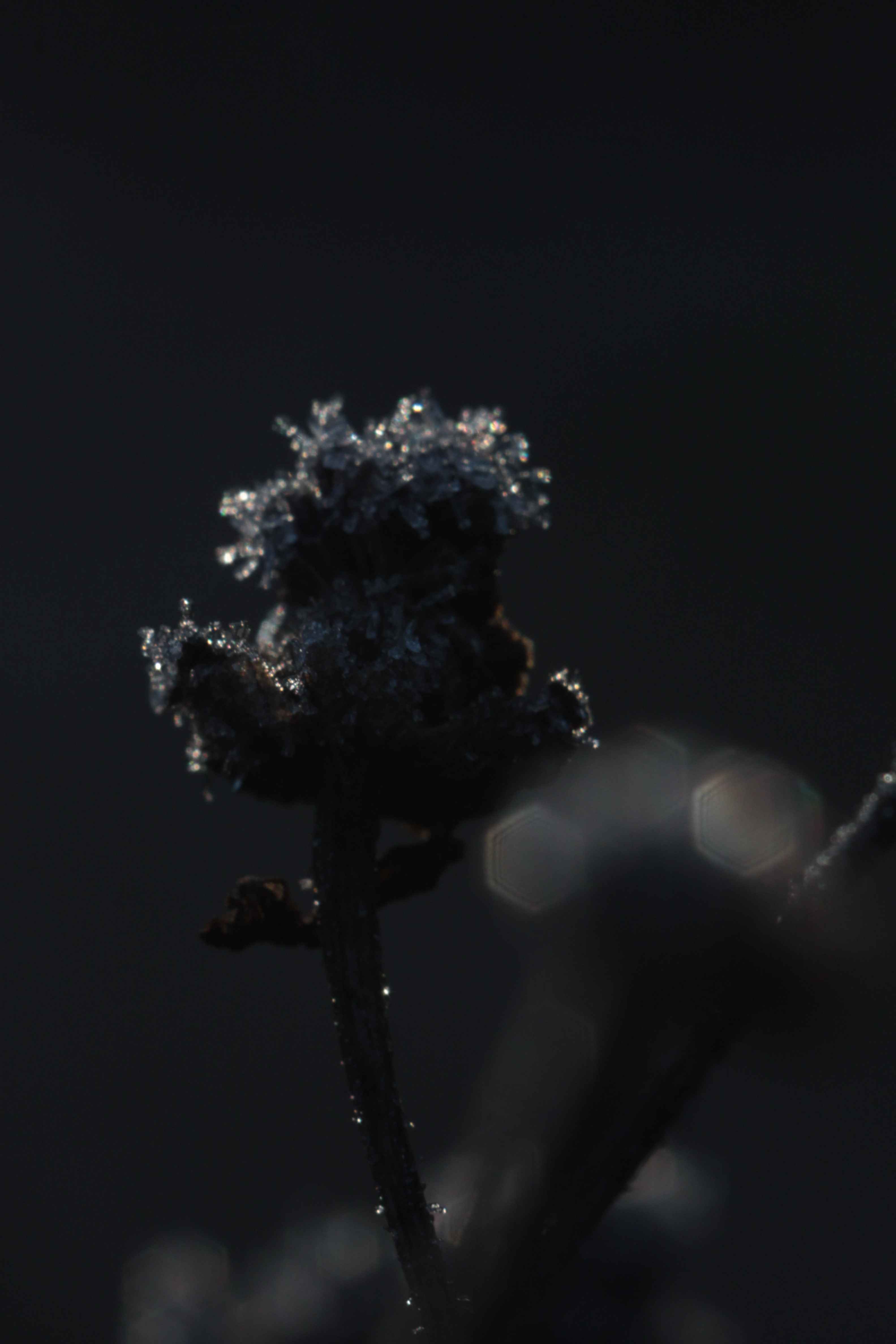 ice floes