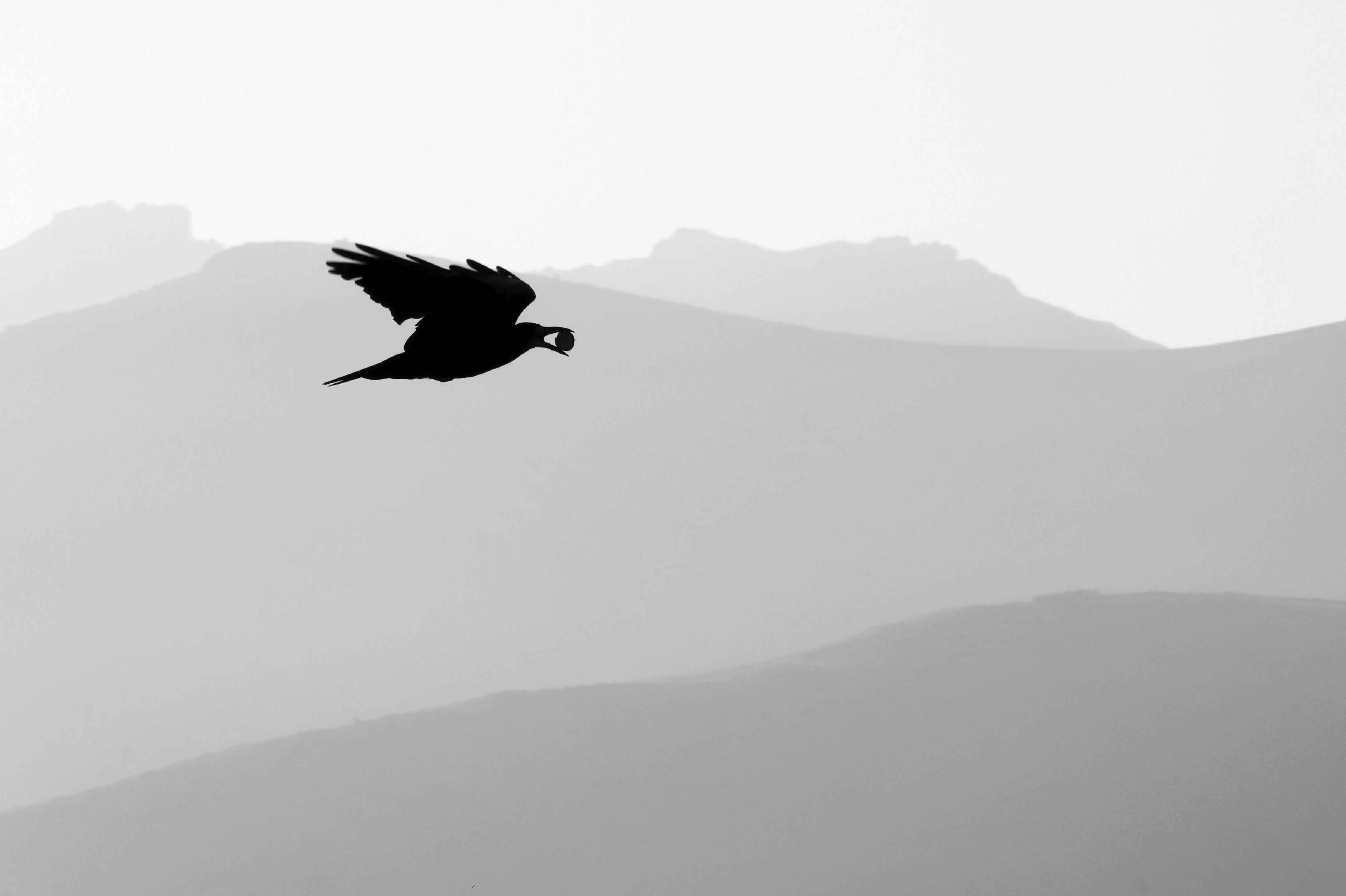 Crow