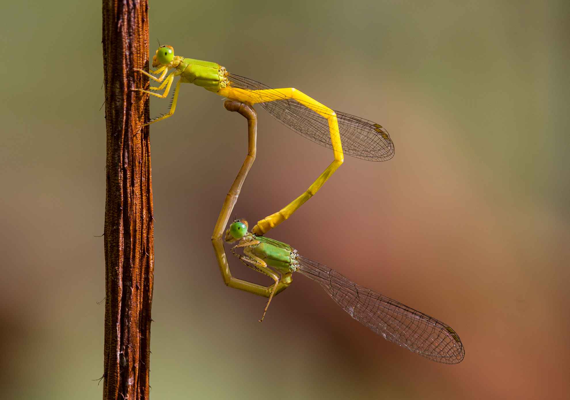 Mating