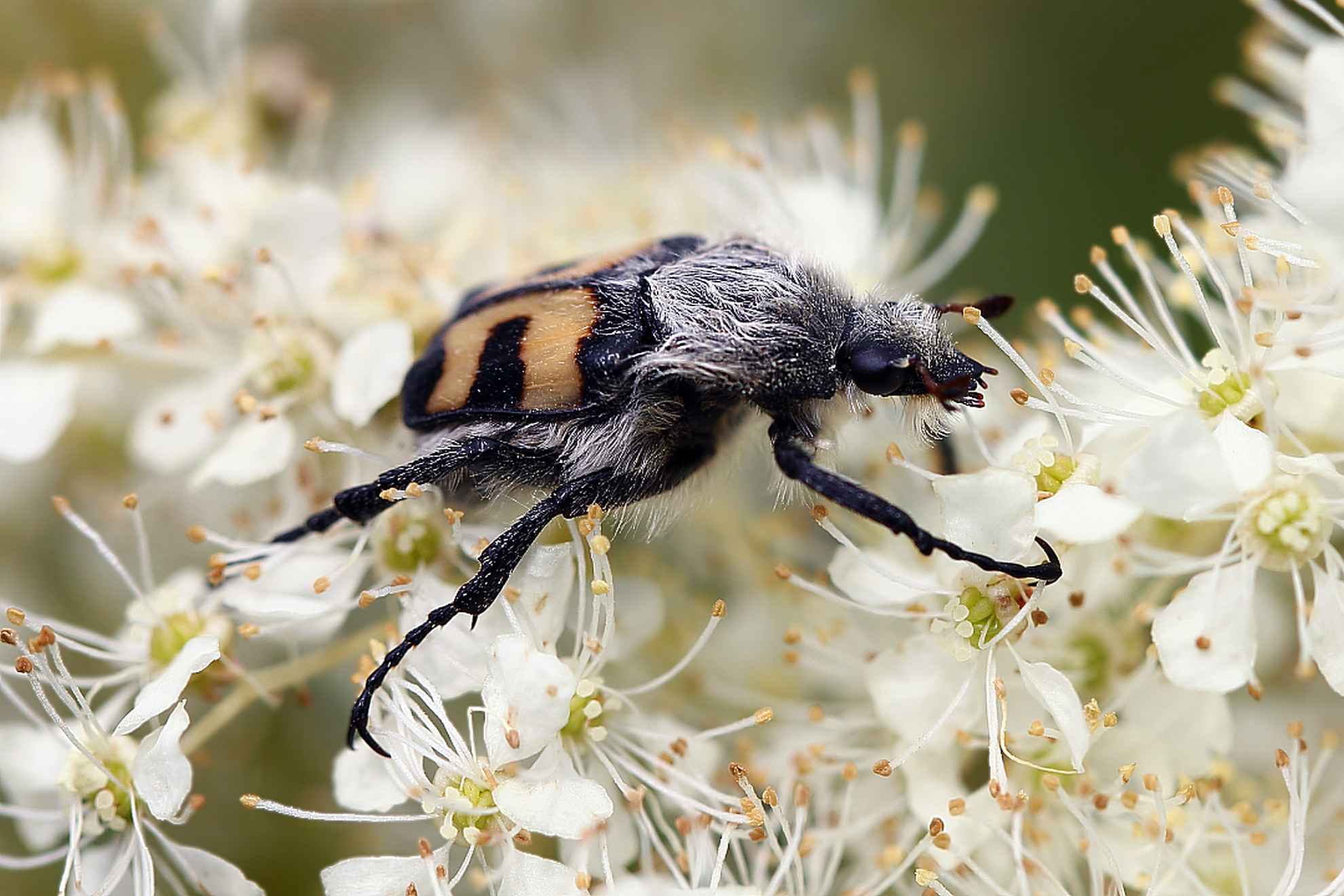 Trichius fasciatus