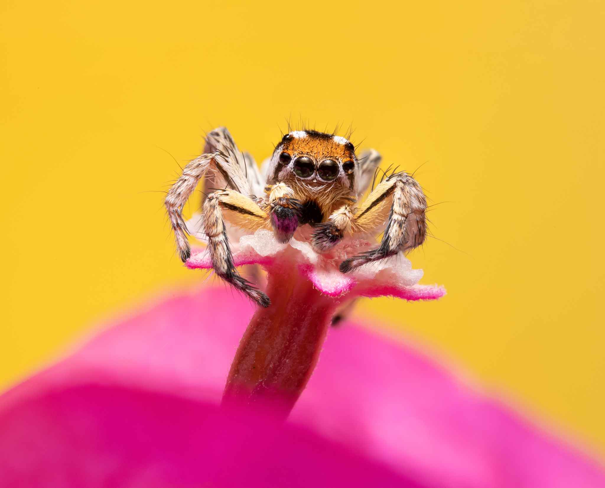 Jumping spider macrography 