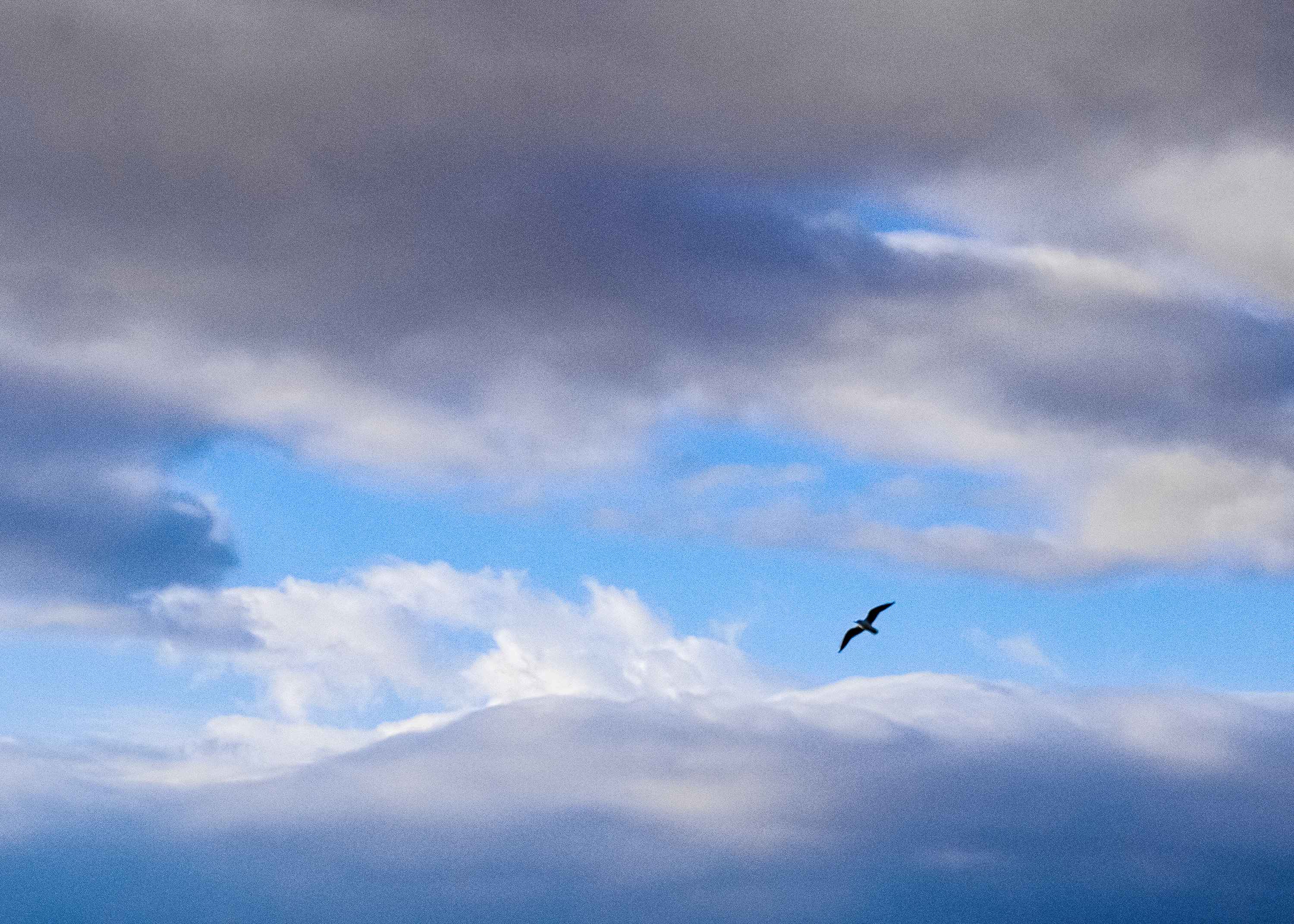 Flight