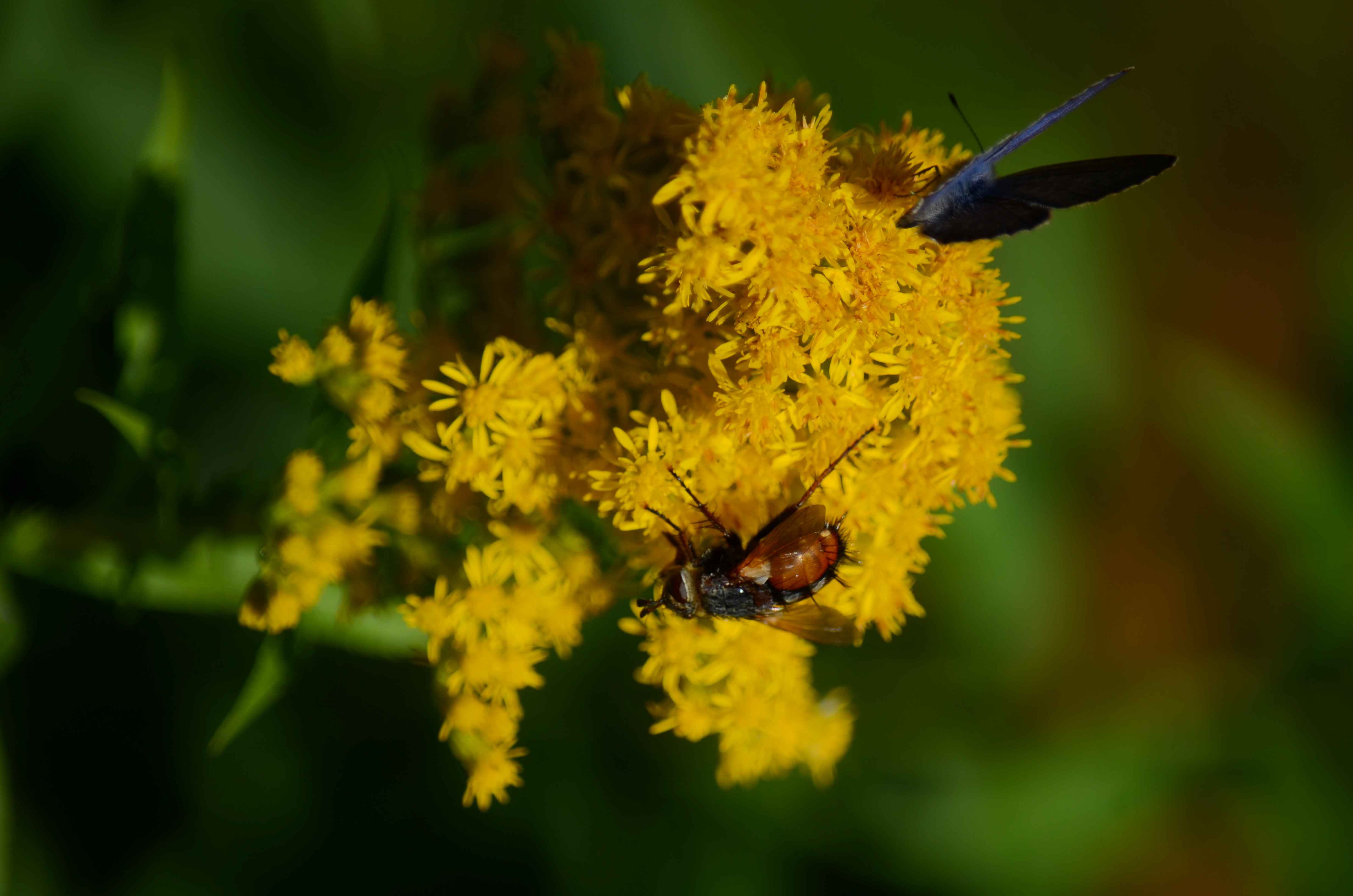 A butterfly and a fly on the same beautiful yellow flower